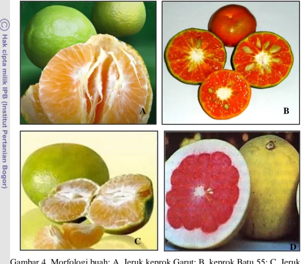 Gambar 4. Morfologi buah: A. Jeruk keprok Garut; B. keprok Batu 55; C. Jeruk  Siam; D