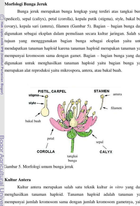 Gambar 5. Morfologi umum bunga jeruk  