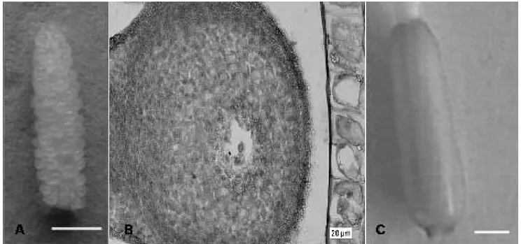 Gambar 1. Eksplan Dianthus chinensis. (A) multi ovul pada fase T7 (garis = 1 mm); (B) kantung embrio pada fase T7 (10 hari setelah  munculnya primordia bunga); dan (C) ovari (garis = 1 mm)