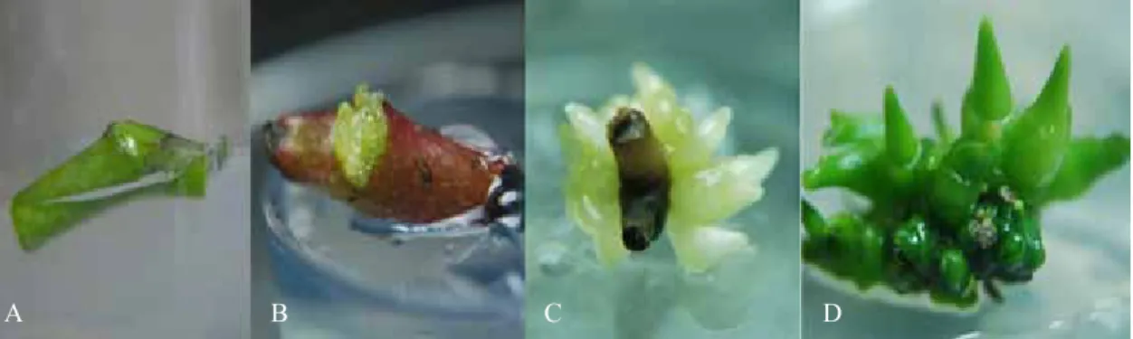 Gambar 3.   Inisiasi hingga embrio dewasa yang berasal dari rachis infloresen Phalaenopsis