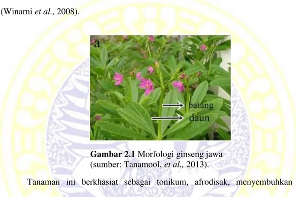 Gambar 2.1 Morfologi ginseng jawa  (sumber: Tanamool, et al., 2013). 