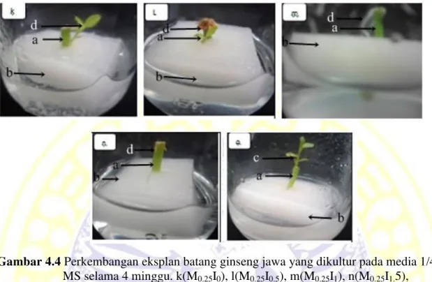 Gambar 4.5 Perkembangan eksplan batang ginseng jawa yang dikultur pada media 1/2   MS selama 4 minggu