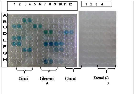 Gambar  7.  Hasil  ELISA  aktivitas  enzim  monooxygenase  populasi  nyamuk  Ae.  aegypti  berasal dari Cimahi, Cibeureum dan Cibabat kota Cimahi terhadap insektisida  piretroid (sipermetrin) pada λ= 595nm 