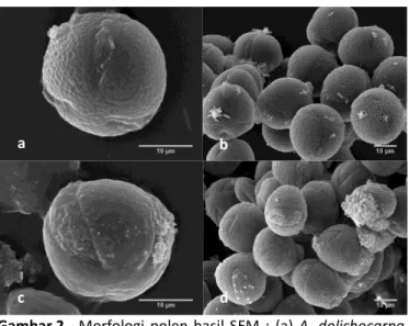Gambar 2.   Morfologi  polen  hasil  SEM  :  (a)  A.  dolichocarpa  tunggal  (b)  Kumpulan  polen  A