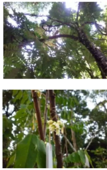 Gambar  1  Habitus  Averrhoa  dolichocarpa  (atas)  dan  Averrhoa  leucopetala  (bawah)