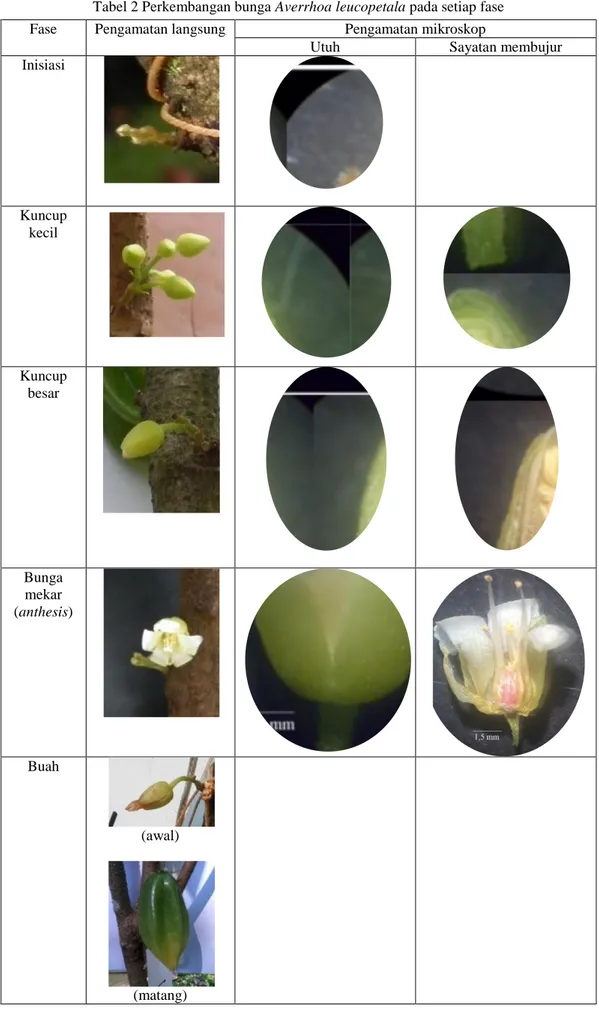 Tabel 2 Perkembangan bunga Averrhoa leucopetala pada setiap fase 