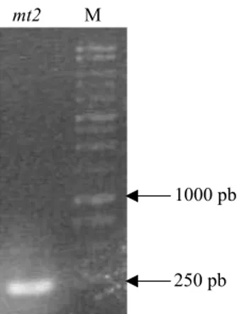 Gambar 6 Fragmen GmMt2 hasil PCR menggunakan cDNA total dari ujung akar sebagai  cetakan; M: marker 1 kb, mt2: fragmen mt2