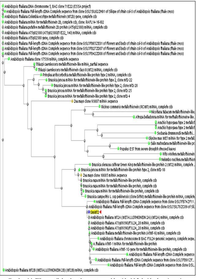 Gambar 14  Filogenetik berdasarkan urutan nukleotida Mt2 dari berbagai spesies.  28 