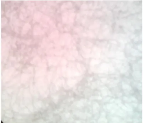 Gambar 5. Miselium Udara Isolat P  301 (Perbesaran 10x/0,25)  Hasil pengecatan Gram menunjukkan  bahwa  30  isolat  yang  didapat  memiliki  ciri-ciri  anggota  kelas  Actinomycetes  yaitu  mempunyai  miselium  bercabang  dan  berwarna  ungu,  yang  membuk