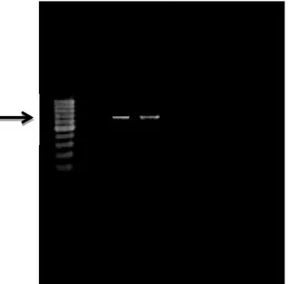 Gambar  2. Hasil  visualisasi  RT-PCR  gen  CP  CMV  isolat  gamal  dan cabai  menggunakan  primer  CMV-CP-F  dan  CMV-CP-R.