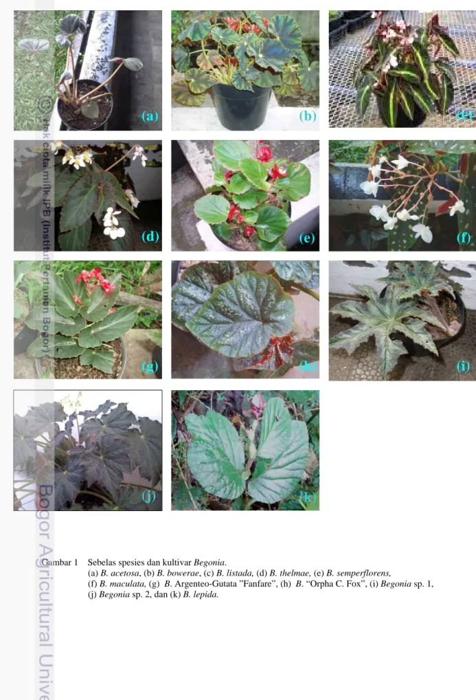 Gambar 1    Sebelas spesies dan kultivar Begonia. 