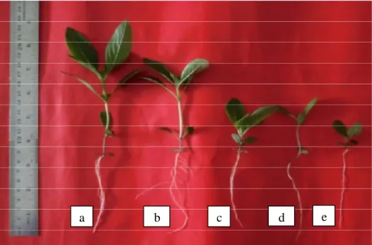 Gambar  1.  Pertumbuhan  Borreria  alata  dengan  pemberian  berbagai  konsentrasi  ekstrak  daun  Pueraria  javanica;  (a)
