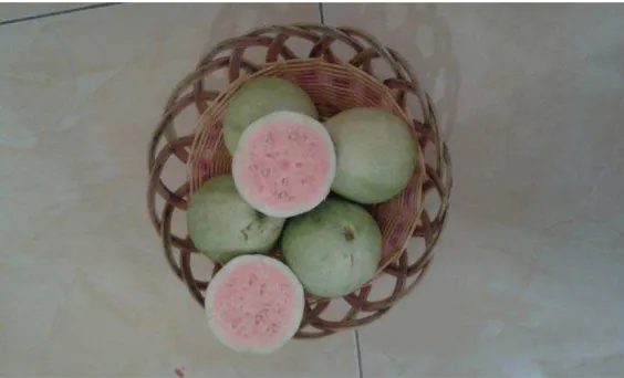 Gambar 2.1 Jambu Biji Merah (psidium guajava L.) 