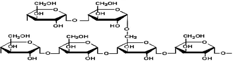 Gambar 2.3 Struktur Amilopektin (fessenden,  1982) 