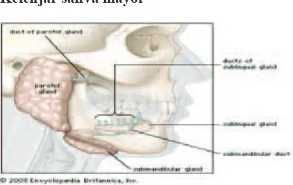 Gambar 1. Anatomi kelenjar saliva mayor