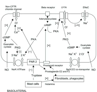 Gambar 1. Transpor ion transepitel6