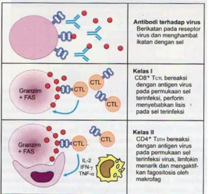 Gambar 6. Peran antibodi, sel Tc dan sel Th pada imunitas virus 