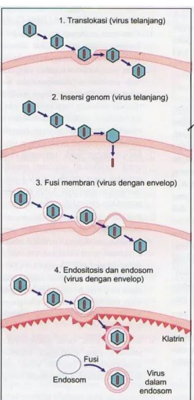Gambar 7. Mekanisme infeksi sel pejamu oleh virus 