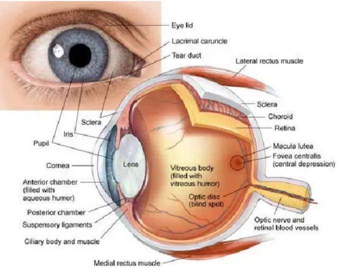 Gambar 1 Anatomi mata 
