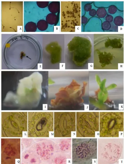 Gambar 1.  (A-B) Perkecambahan serbuk sari dan penyerapan pewarna aceto-orcein  kontrol pada sukrosa 15%, (C-D) Perkecambahan dan  penyerapan warna 