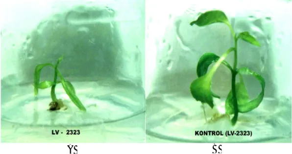 Gambar 2.  Tanaman  cabai  merah  besar  LV-2323  yang  berumur  2  bulan  di  media  MS 0 