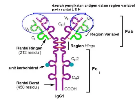 Gambar 1. Struktur Imunoglobulin (williams 2007)  