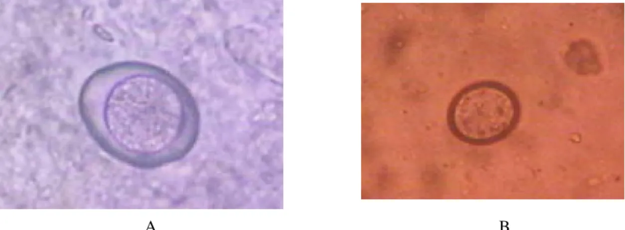 Gambar 1. Ookista Isospora felis dengan pembesaran 10x10 (A) dan Isospora rivolta dengan  pembesaran 40x10 yang belum bersporulasi