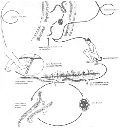 Gambar 2.3.2 Siklus Hidup Cacing Strongyloides stercoralis 