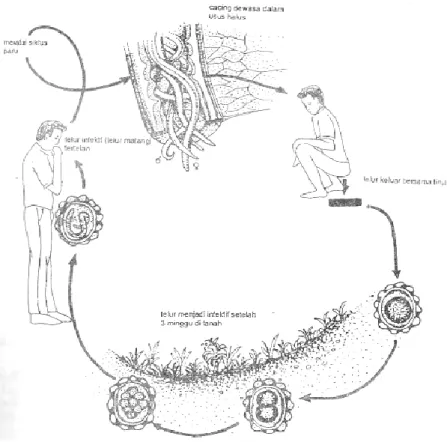 Gambar 2.1.3 Siklus Hidup Ascaris lumbricoides 
