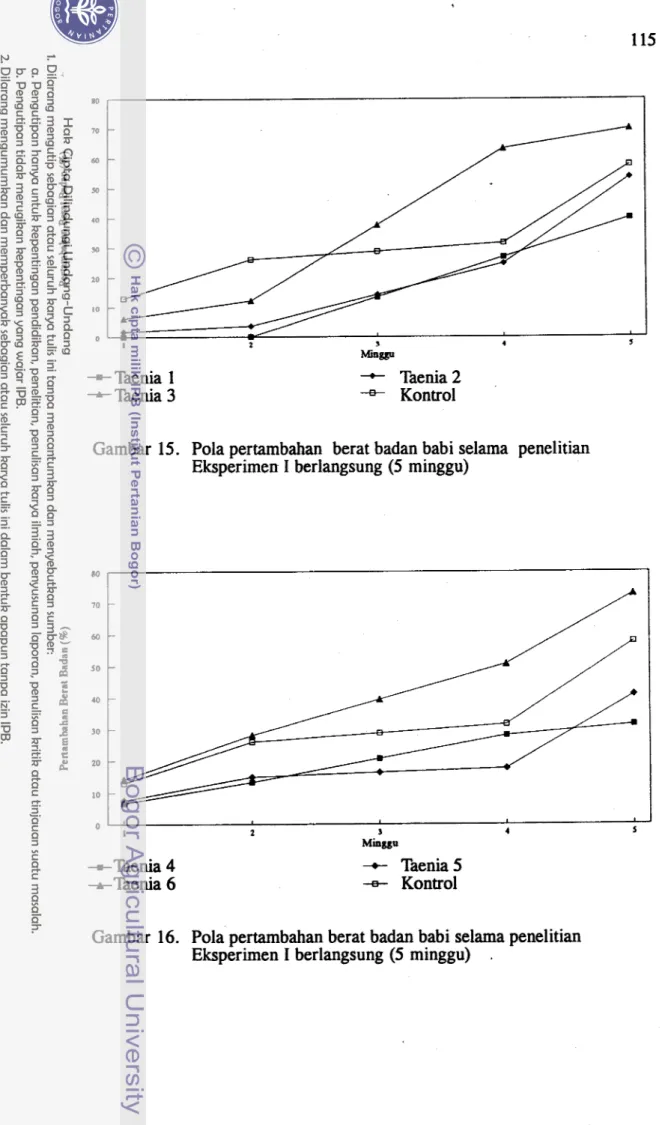 Gambar  15.  Pola pertambahan  berat badan babi selama  penelitian  Eksperimen I  berlangsung (5 minggu) 