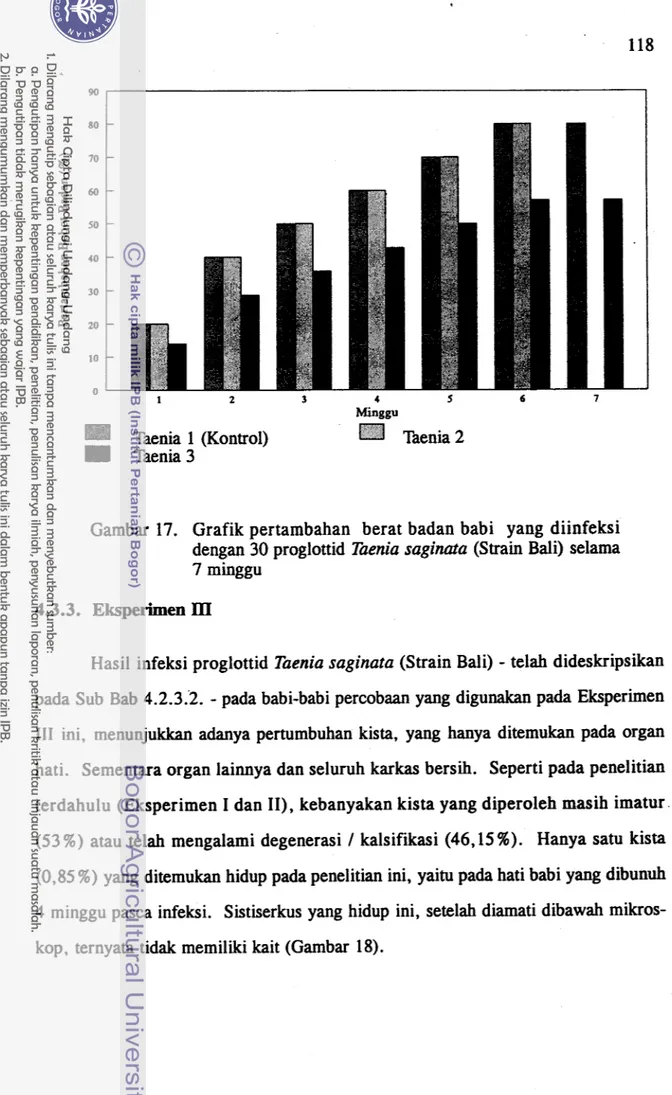 Gambar  17.  Grafik pertambahan  berat badan babi  yang  diinfeksi  dengan 30 proglottid  Taenia saginata  (Strain Bali) setama  7 minggu 