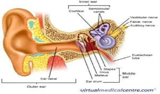 Gambar 1. Anatomi Telinga