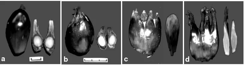Gambar 5.  Pikelet & bagian organ bunga jantan normal (a, b & c) dan abnormal (d, e & f)