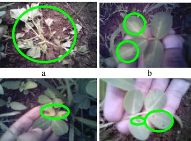 Gambar 4.  Penyakit pada Kacang Tanah. Gejala penyakit                     (lingkaran hijau) layu bakteri (a), virus belang (b),                     hawar daun (c), dan bercak daun (d) 