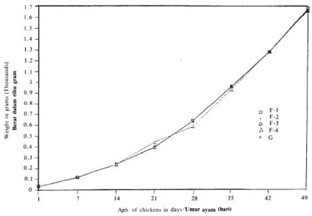 Figure  4.  The growth  average  of  the  body  weight  in  grams  of  chickens (Cygro  Experiment)