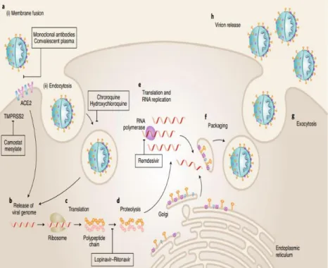 Gambar 2.3. Masuknya SARS-CoV-2 dan mekanisme infeksi. 