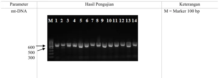 Gambar 2. Fragmen tunggal gen ikan beseng-beseng hasil amplifikasi (PCR) mt-DNA