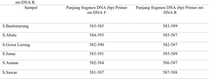 Tabel 1. Panjang fragmen DNA hasil sekuensing dari ikan beseng-beseng dengan menggunakan primer mt-DNA F dan mt-DNA R.