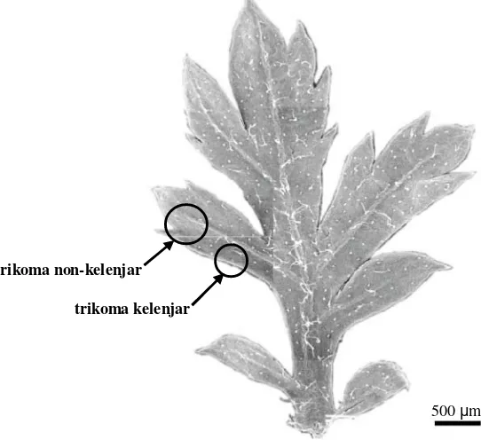 Gambar 4.   Trikoma kelenjar (a) dan non kelenjar (b) pada daun kelima A. annua. 