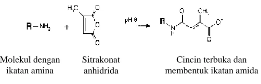 Gambar 8. Reaksi sitrakonat anhidrida dan gugus amina (Sundari, 2011). 