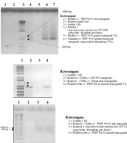 Gambar 5.  Hasil elektroforesis PCR tebu (cv. PSJT 944-41) dengan primer spesifik EC1 dan EC3 