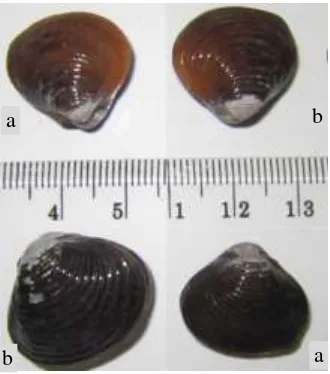Gambar 1. Pensi (a)  Corbicula moltkiana  dan (b) C. javanica. 