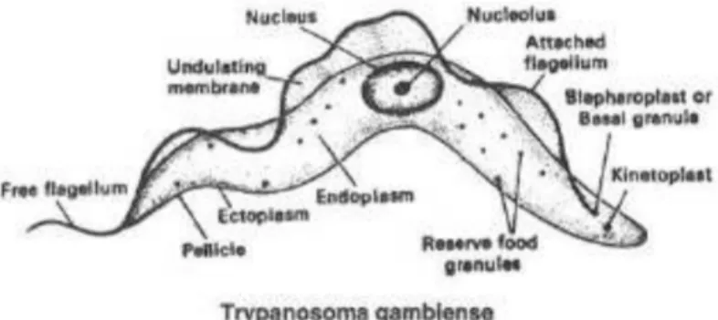Gambar 2 . Morfologi Trypanosoma sp.