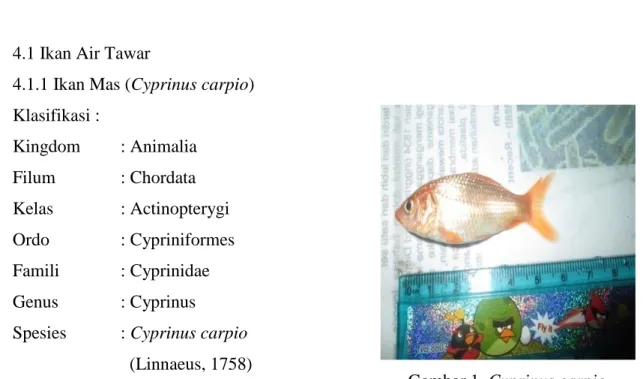 Gambar 1. Cyprinus carpio  Ikan Mas  (Cyprinus  carpio) memiliki panjang total 59 mm;  panjang standar 45  mm;  tinggi  batang  ekor  6  mm;  panjang  batang  ekor  5  mm;  panjang  predorsal  25  mm; 