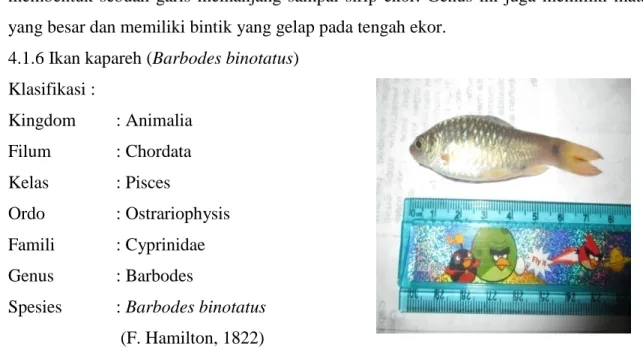 Gambar 6. Puntius sp. 