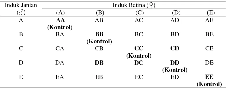 Tabel 1. Kombinasi Hibridiasi Resiprokal udang  M.sintangense. 