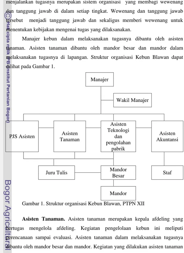 Gambar 1. Struktur organisasi Kebun Blawan, PTPN XII 