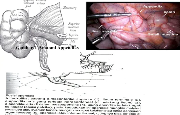 Gambar 1. Anatomi Appendiks  2,3