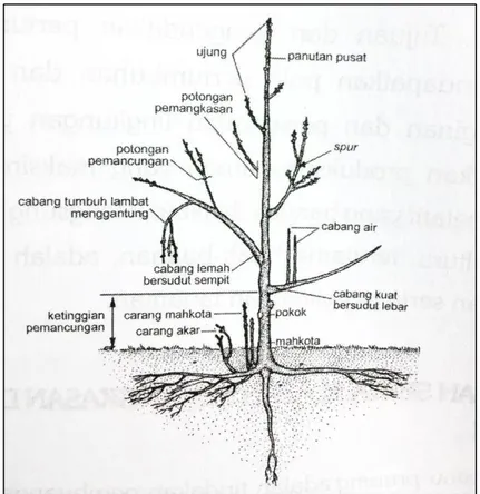 Gambar 1 Kerangka tanaman dalam kaitannya dengan  pemangkasan (Zulkarnain 2010) 