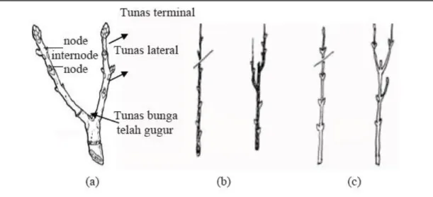 Gambar 3 Bagian dahan yang menunjukan buku dan tipe tunas (a), struktur  tunas alternate (b), struktur tunas opposite (Marini 2003) 